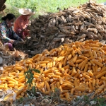Shucking Corn