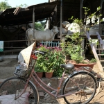 Village Life 2